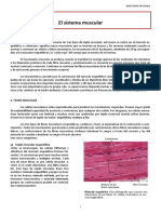 Tema 3 - Sistema Muscular