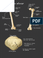 Miembro Inferior y Art Viscerocraneo