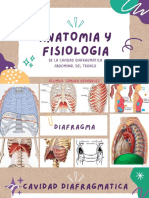Anato y Fisio Diafragma y Abdomen