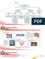 Tipos de Celulas