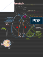 Neuro Mesencéfalo 0700 Anatomia