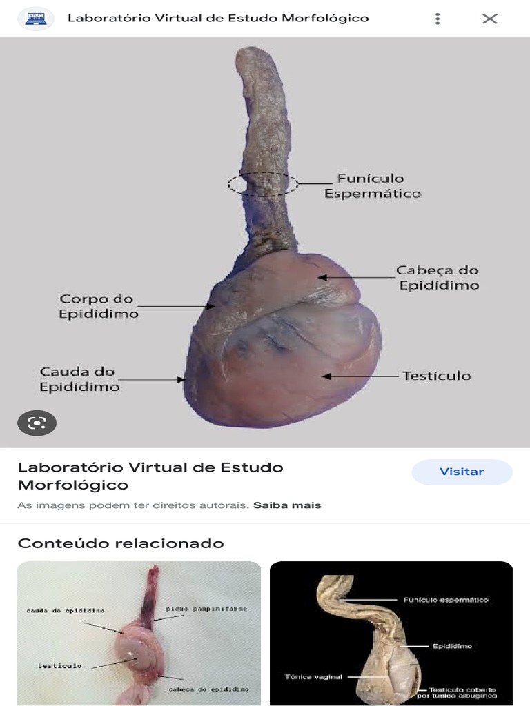 Anatomia do Funículo Espermático | PDF