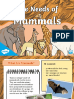 What Are Mammals? Key Facts & Groups