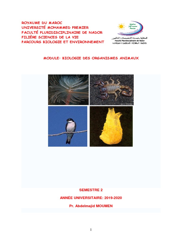 Classification des organismes animaux | PDF | Mollusque | Zoologie