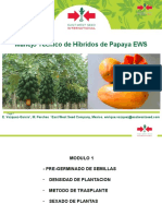 Manejo técnico de híbridos de papaya EWS
