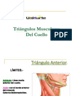 Triángulos Musculares Del Cuello