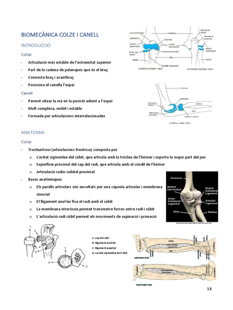 Biomecànica Colze I Canell | PDF