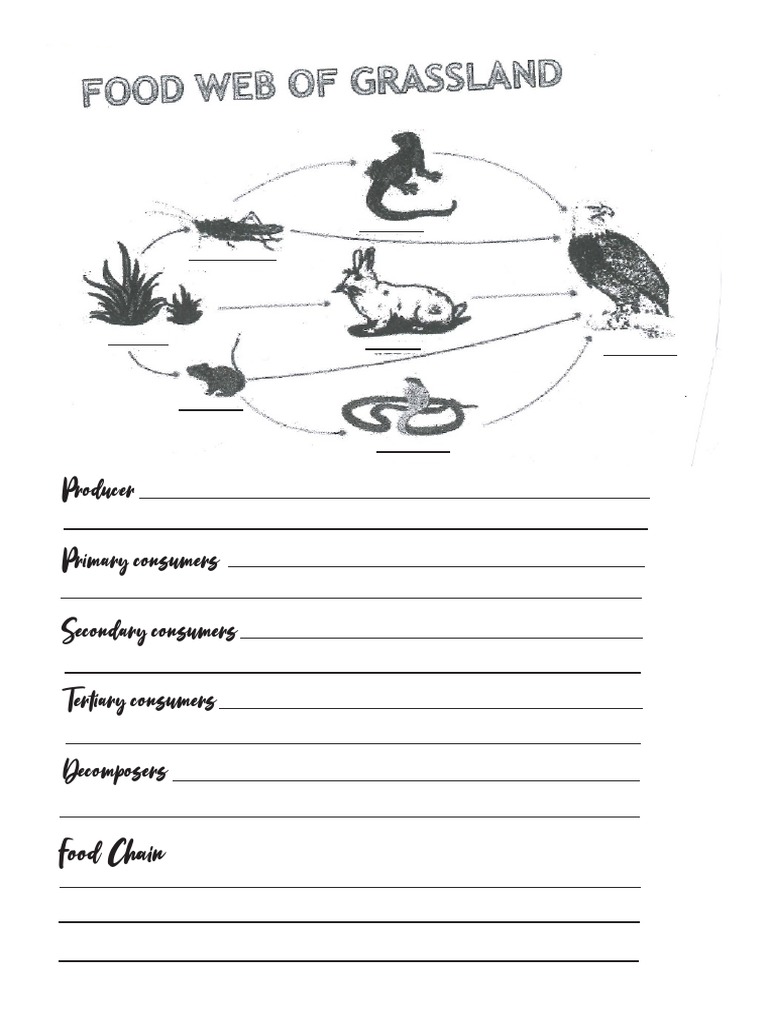 Food Chain Biology Diagrams
