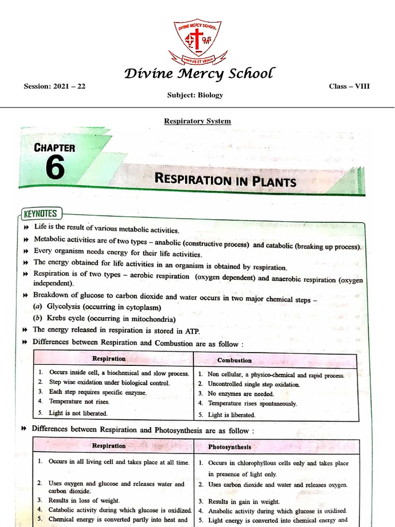 8th Class Biology: Respiratory System | PDF