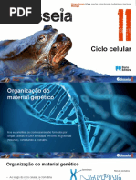 Ciclo Celular Resumo