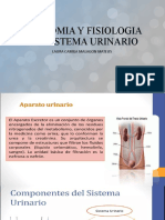 Anatomia y Fisiologia Del Sistema Urinario