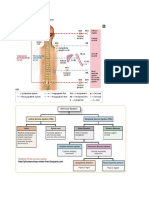 CNS 6 Autonomic Nervous System Overview