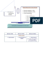 Demografia - ESQUEMA SINTESE 1