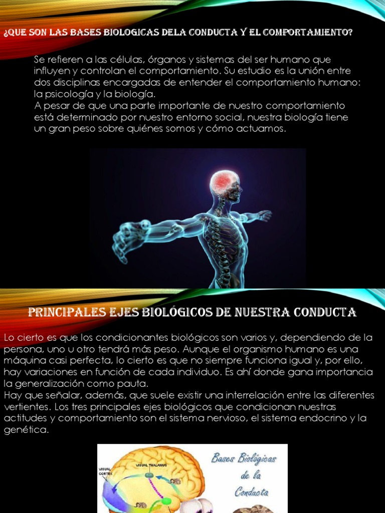 Bases Biologicas de La Conducta | PDF | Cerebro | Sistema nervioso