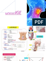 Laringe - Anatomía