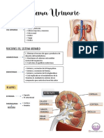 Sistema Urinario