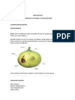 Estudio de La Morfología y Anatomía Del Fruto