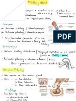 Pituitary Gland (Anterior Pituitary)