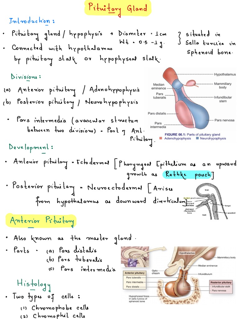 Overview of the Pituitary Gland Functions | PDF | Luteinizing Hormone ...