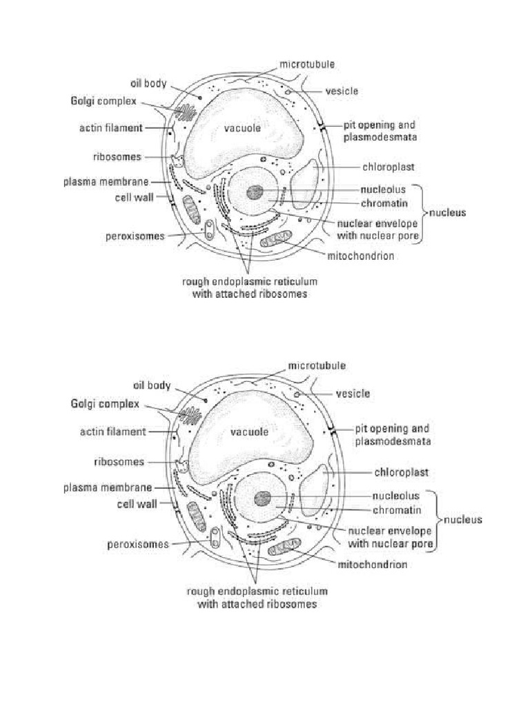 biology-print-outs-pdf