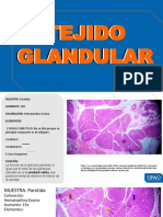 Tejido Glandular