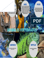 Características principales de aves, peces, mamíferos, anfibios y reptiles