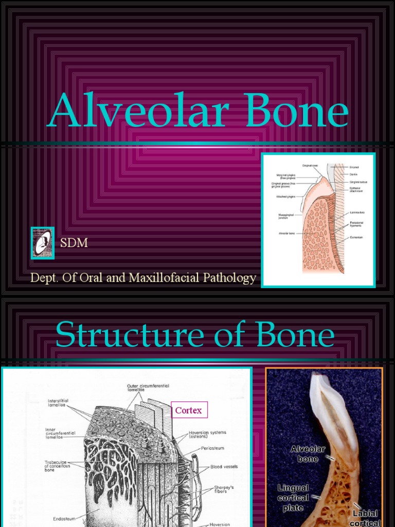 Alveolar Bone Histology | Download Free PDF | Bone | Anatomy
