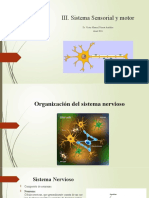 Fisiologia Sistema Nervioso