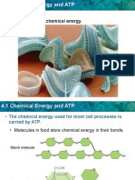 4.1 ATP Cycle