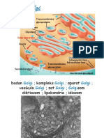 Golgi: Badan