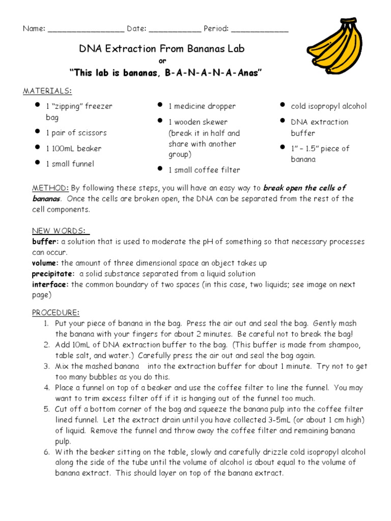 DNA Extraction From Bananas  PDF  Filtration  Buffer Solution With Strawberry Dna Extraction Lab Worksheet