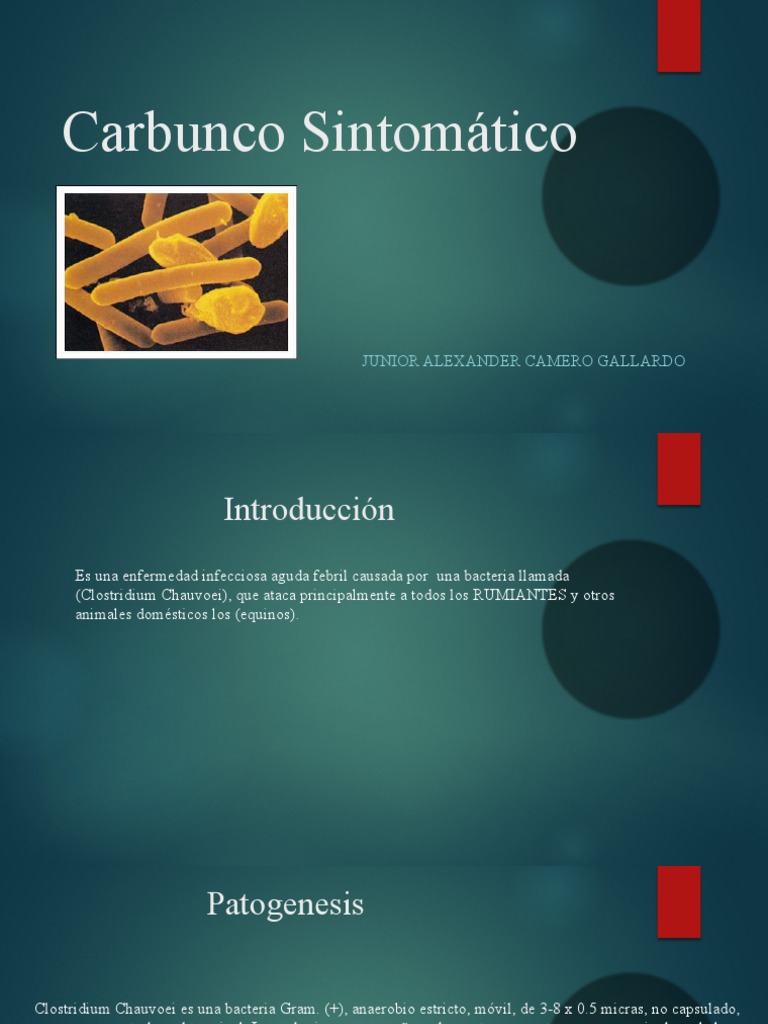 Carbunco Sintomático | PDF | Ántrax | Infección