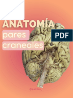 Anatomia Pares Craneales