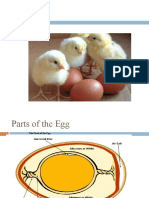 Eggs Parts of The Egg The Parts of The Egg Egg Sizes and Weight Egg Sizesper