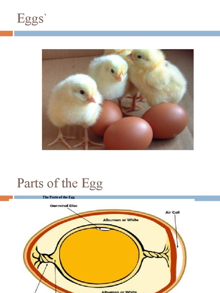 Eggs Parts of The Egg The Parts of The Egg Egg Sizes and Weight Egg Sizesper PDF Egg As Food