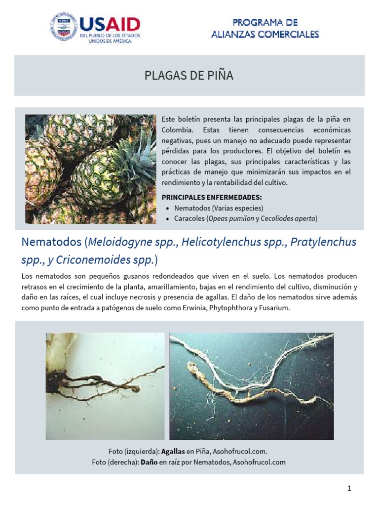 Control de plagas en cultivo de piña | PDF | Plaga (organismo) | Piña