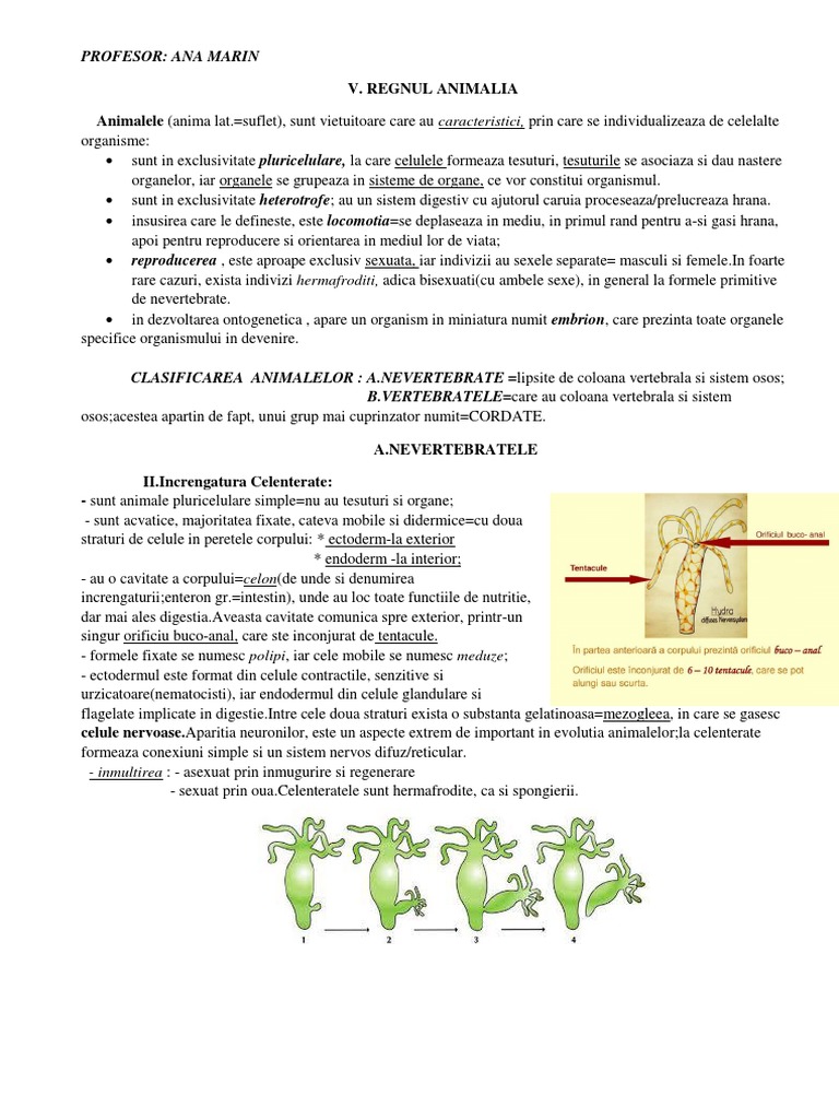 Regnul Animalia - NEVERTEBRATE | PDF