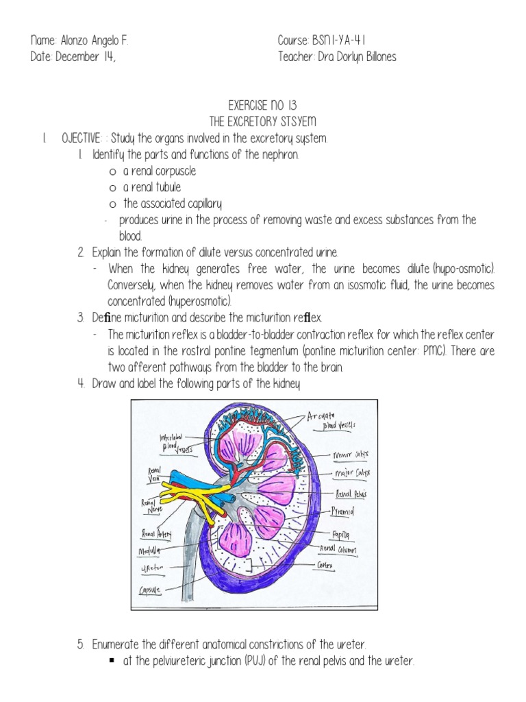 Excretory System Study Guide | PDF | Wellness | Science & Mathematics