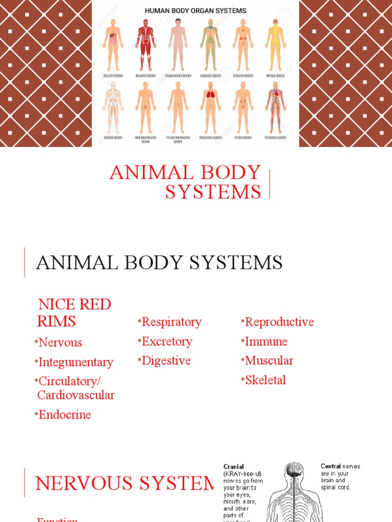 Human Body Systems PPT 2016 PDF Human Body Blood