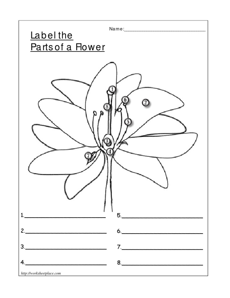 Parts of A Flower | PDF