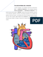 Morfología Interna Del Corazón