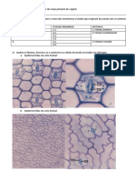 Células e tecidos vegetais