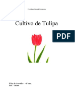 O - Cultivo Da Tulipa