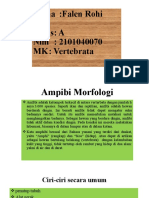 Ampibi Morfologi