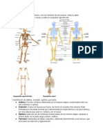 P3 Anatomia