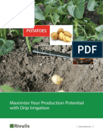 Maximize Potato Yields with Drip Irrigation