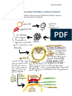 Embriologia Columna Vertebral I Conducte Raquidi