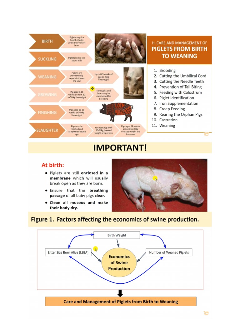 Piglet Management - Swine Production | PDF