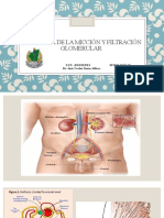 Fisiología de La Micción