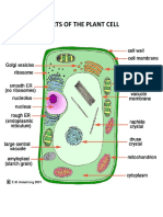 Parts of The Plant Cell